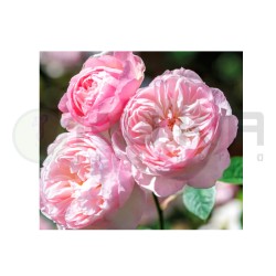 Rosal Gentle Hermione
