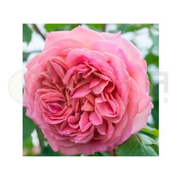 Rosal Jubilee Celebration