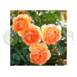Rosal Lady of Shalott