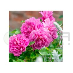 Rosal Princess Anne