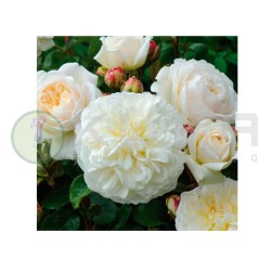 Rosal Tranquillity