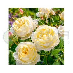 Rosal Vanessa Bell