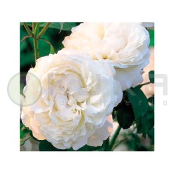Rosal Winchester Cathedral
