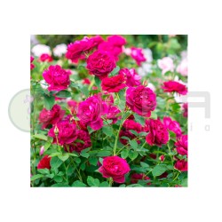 Rosal Darcey Bussell