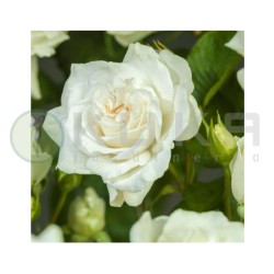 Rosal Annapurna