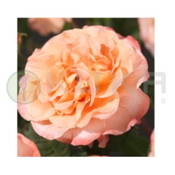 Rosal Augusta Luise