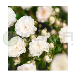 Rosal Crystal Fairy