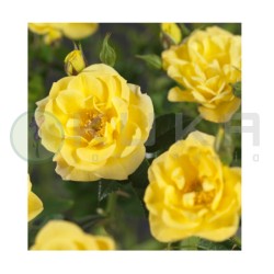 Rosal Dolly Dot