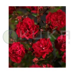 Rosal Fairy Queen