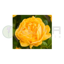 Rosal Inka