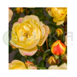 Rosal Lampion
