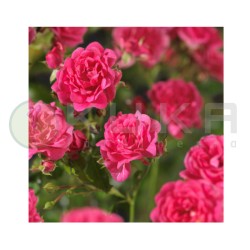 Rosal Lovely Fairy