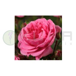 Rosal Romina