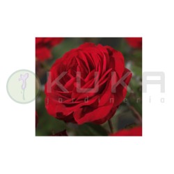 Rosal Störtebeker
