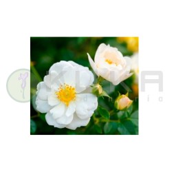 Rosal Bijenweelde blanco