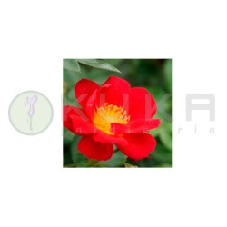 Rosal Bijenweelde rojo claro