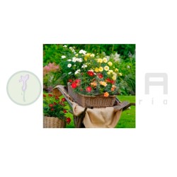 Rosal Bijenweelde apricot