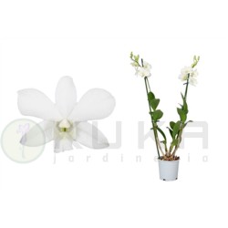 Orquidea dendrobium coconut...