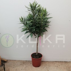 Adelfa copa