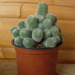 Rebutia Minuscula