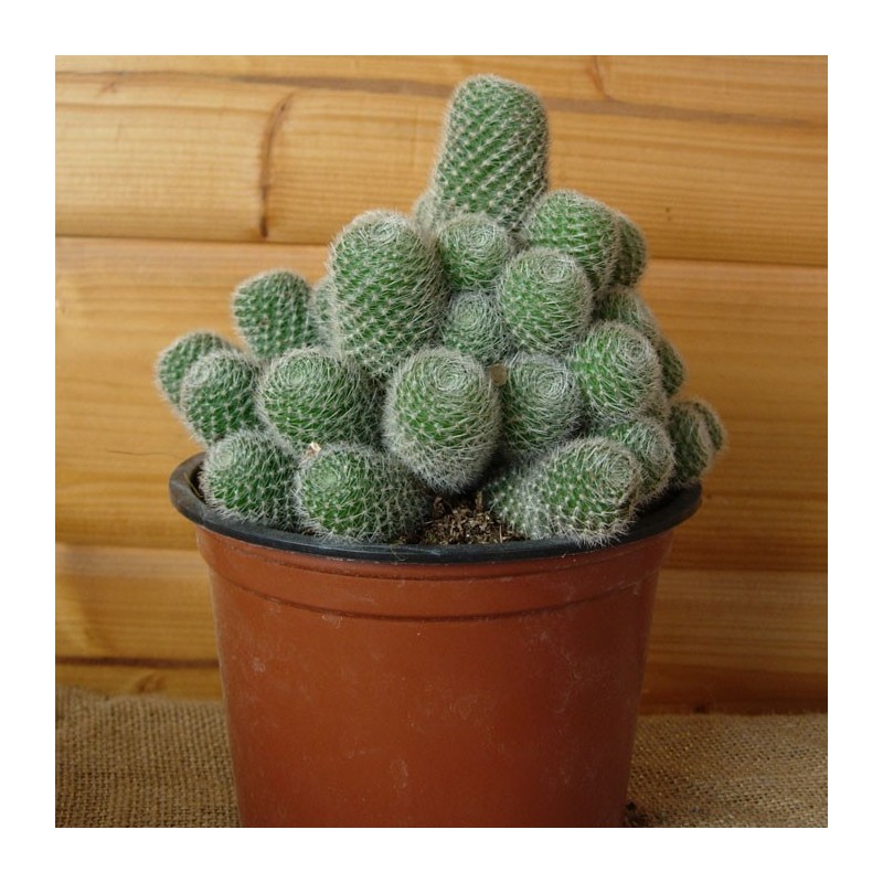 Rebutia Minuscula