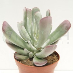 Cotyledon silver peak