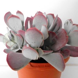 Cotyledon sp