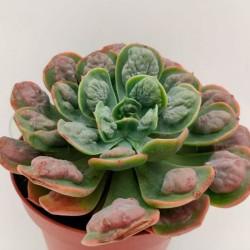 Echeveria raindrops