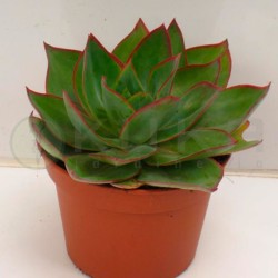 Echeveria subrigida