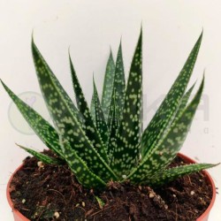 Gasteria zimflora