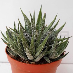 Haworthia concolor