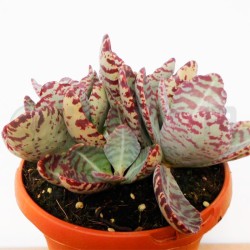 Kalanchoe humilis