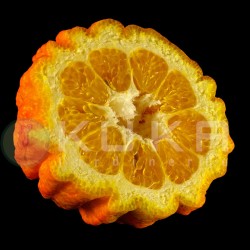 Citrus canaliculata