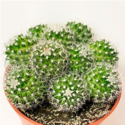 Mammillaria ernestii albispina