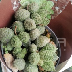 Adromischus marianea
