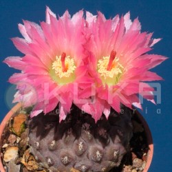 Neoporteria napina