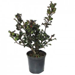 Ilex Meserveae Blue Angel