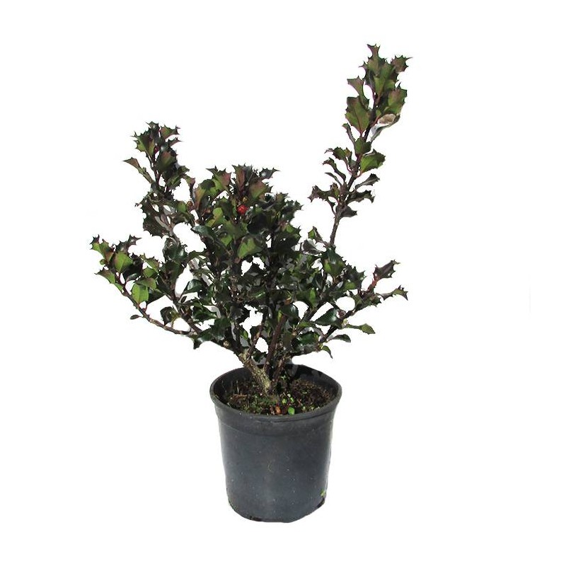 Ilex Meserveae Blue Angel