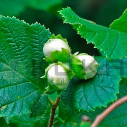 Corylus avellana