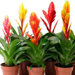Vriesea saundersii