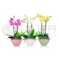 Orquidea phalaenopsis...