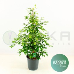 Ficus benjamina anastasia