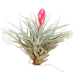 Tillandsia cotton candy