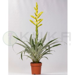 Tillandsia oerstediana