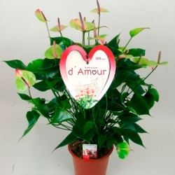 Anthurium jaguar green