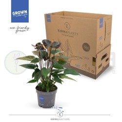 Anthurium black love