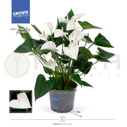 Anthurium andreanum white