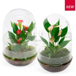 Anthurium la bella y la bestia