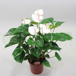 Anthurium andreanum succes...