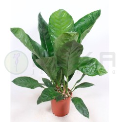 Anthurium ellipticum jungle...